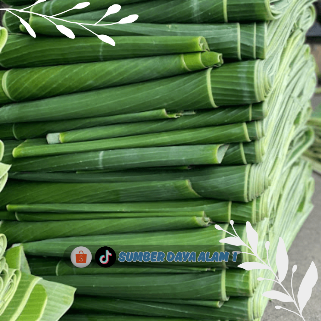 

Daun Pisang Segar Fresh Bersih