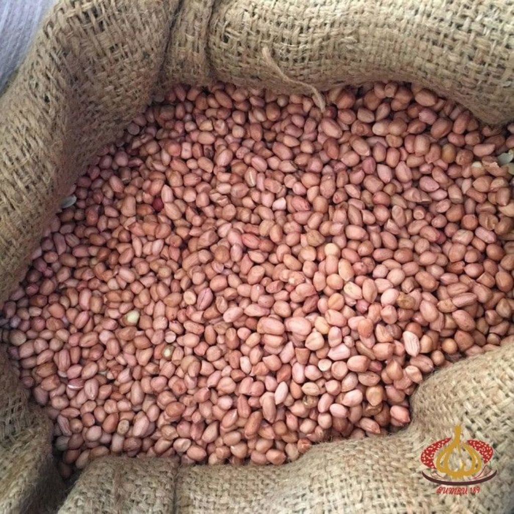 

Kacang India Impor
