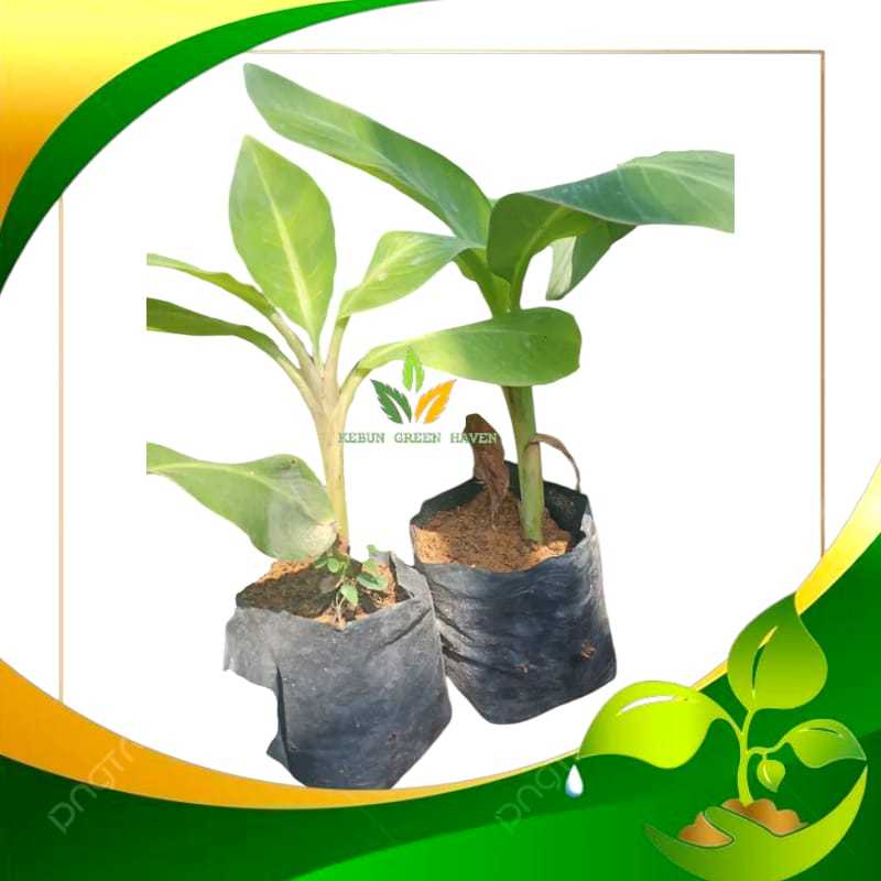 BIBIT PISANG KEPOK TANJUNG