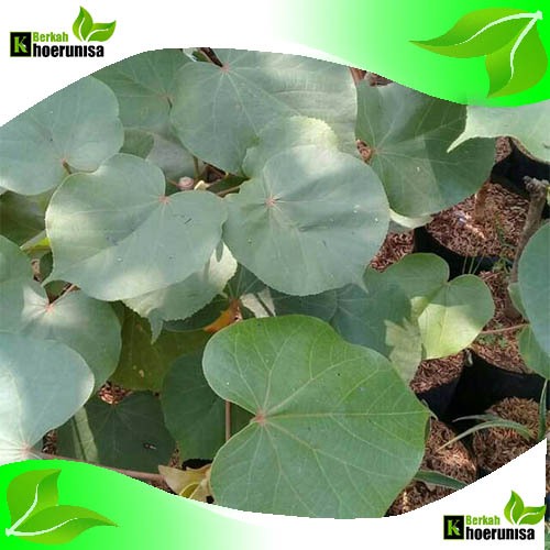 

Daun Waru (Hibiscus tiliaceus) Segar 1 kg herbal
