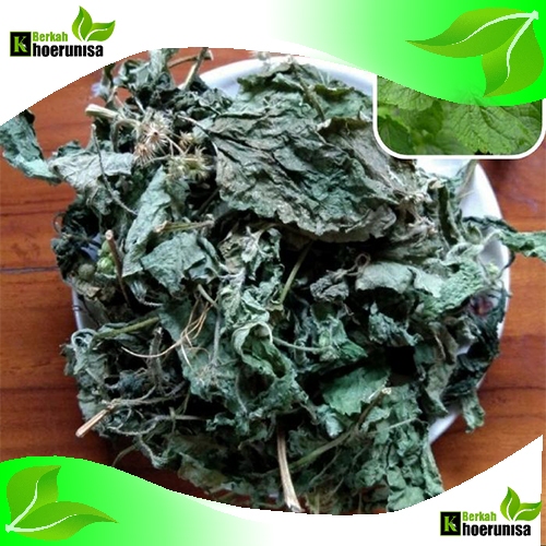 

Daun babadotan Kering 500 gram herbal alami fresh