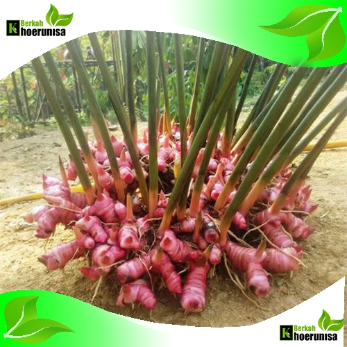 

Lengkuas Merah Segar 1 kg rempah dan herbal alami