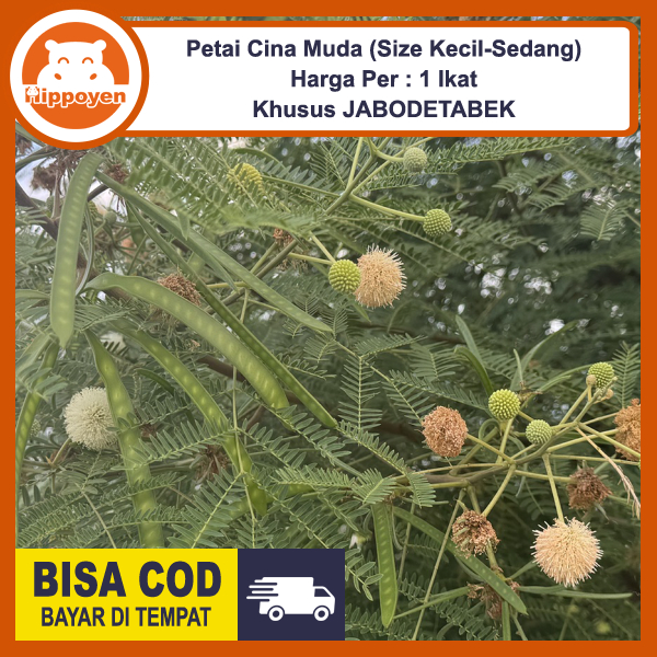 

Lamtoro Petai Pete Cina Muda 1 Ikat ± 60 Pcs Petik Dadakan Lalapan Seupan Urap