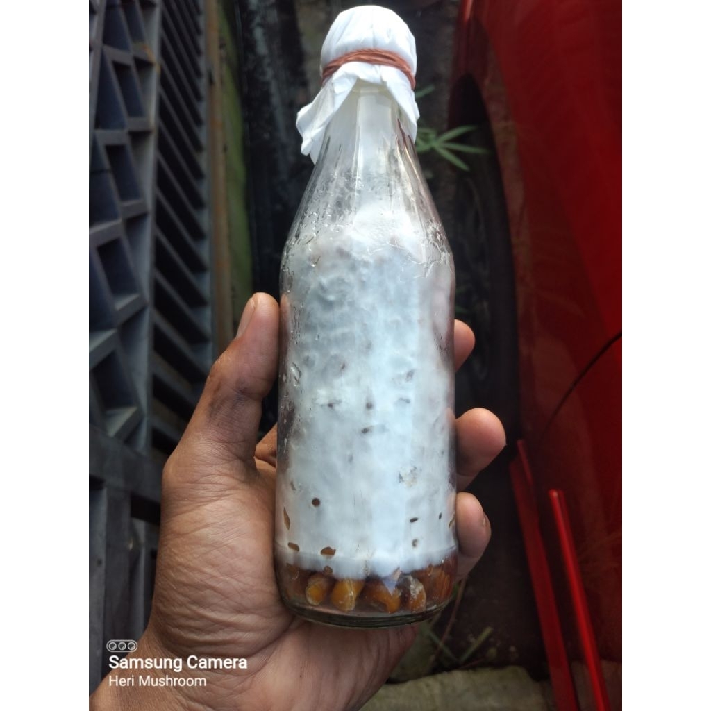 F1 bibit jamur tiram putih