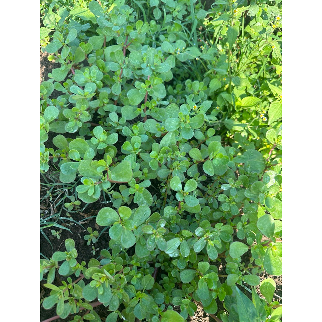 

krokot segar fresh petik kebun sendiri