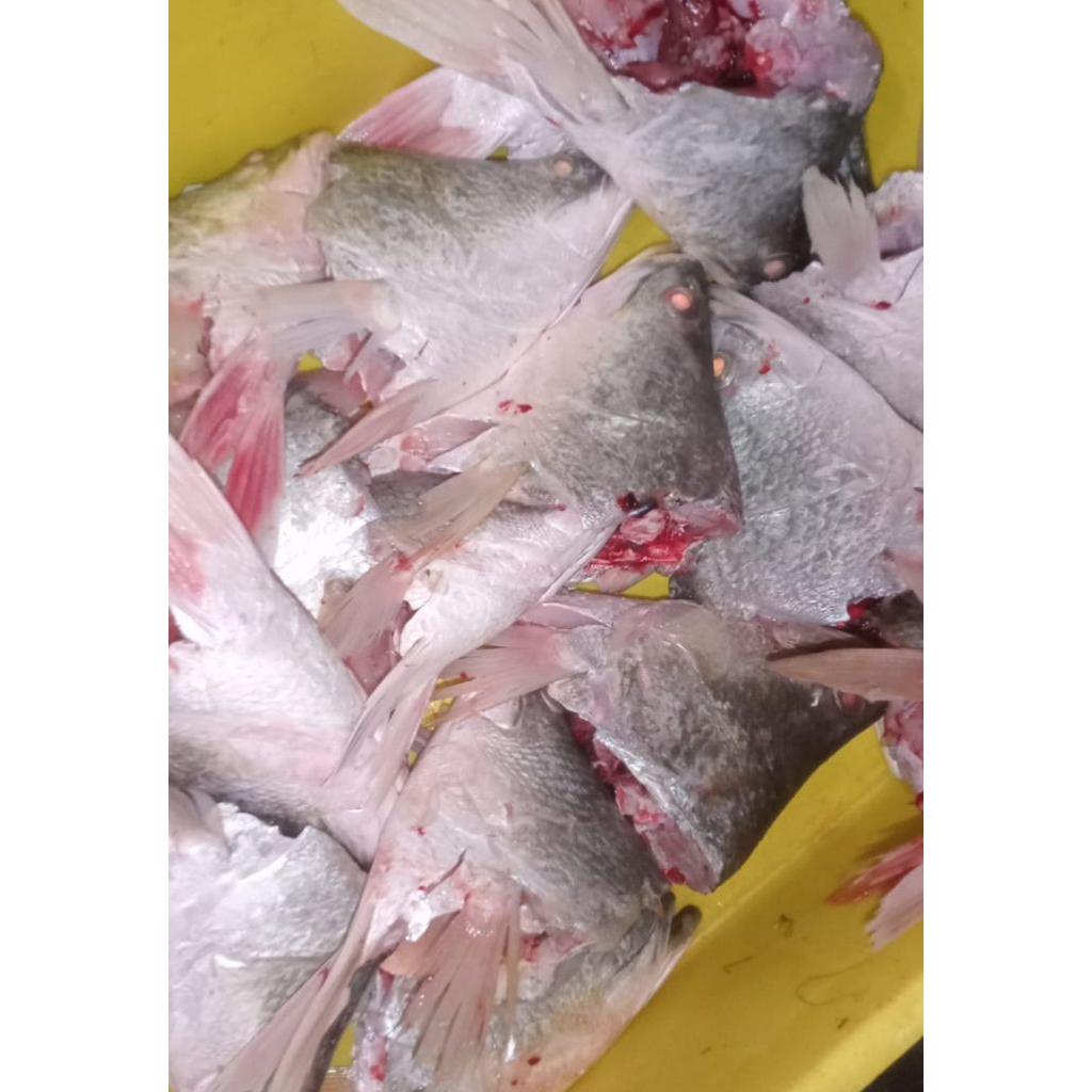 

kepala ikan kakap putih/ baramundi berat 1kg