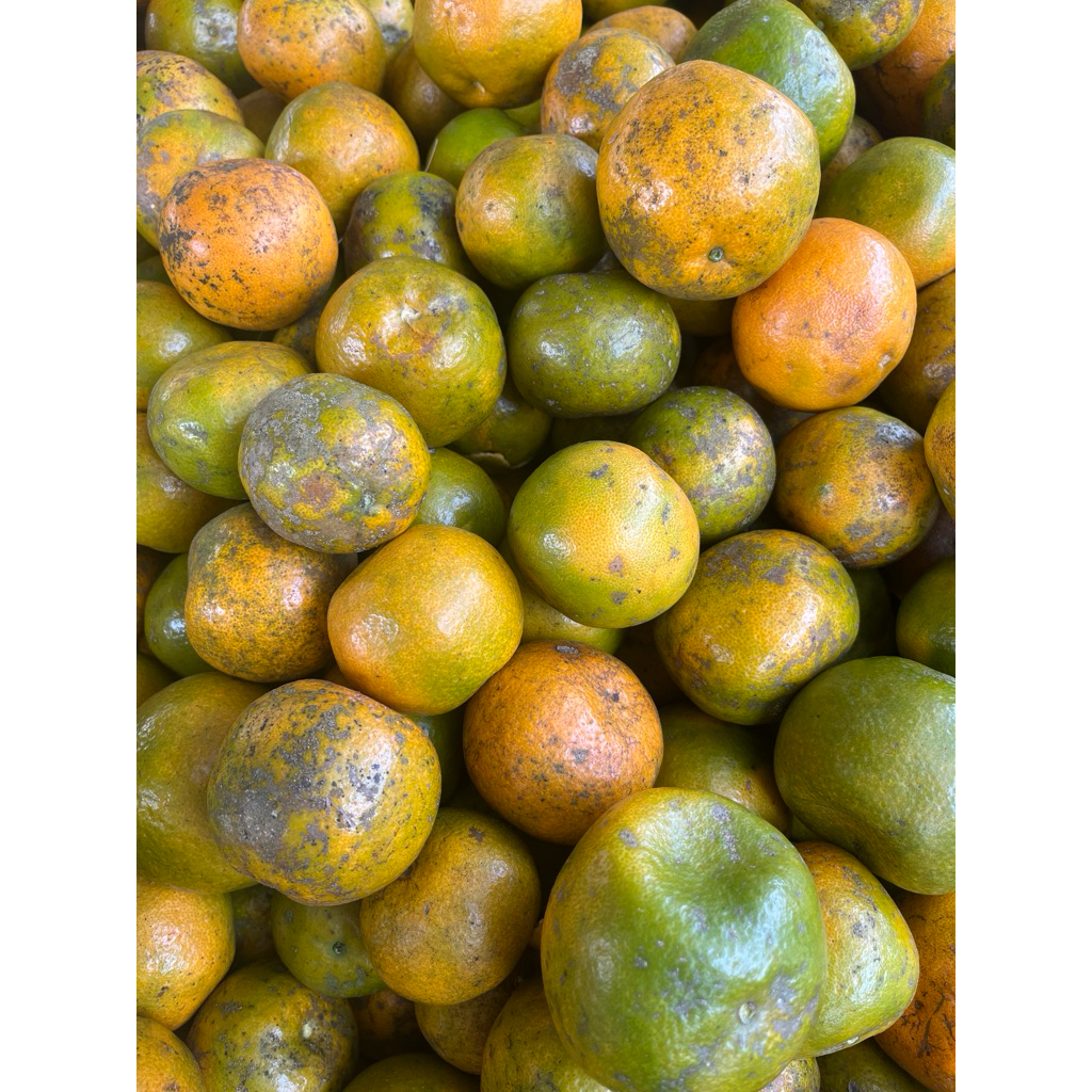 

Jeruk Bali manis Murah 1 kg