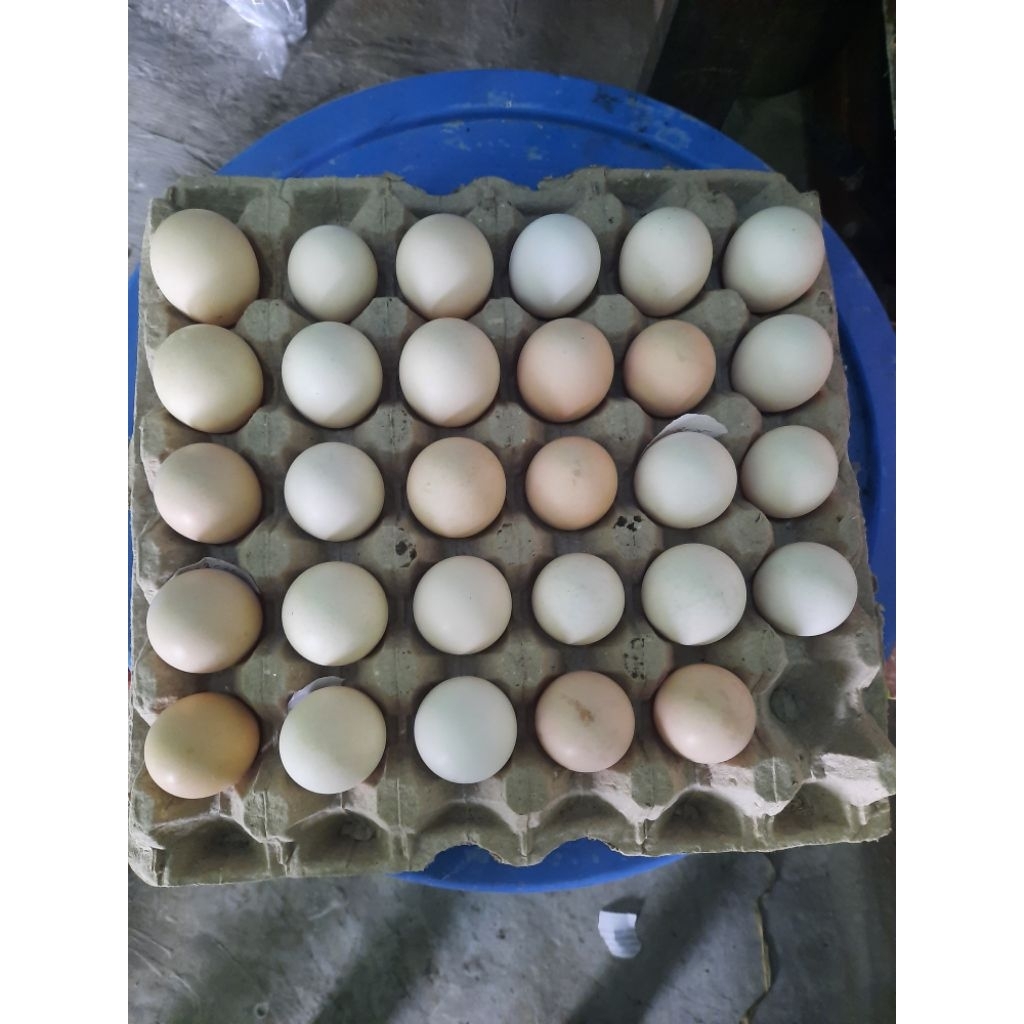 

Telur ayam kampung , isi 50 butir , fresh dari kandang