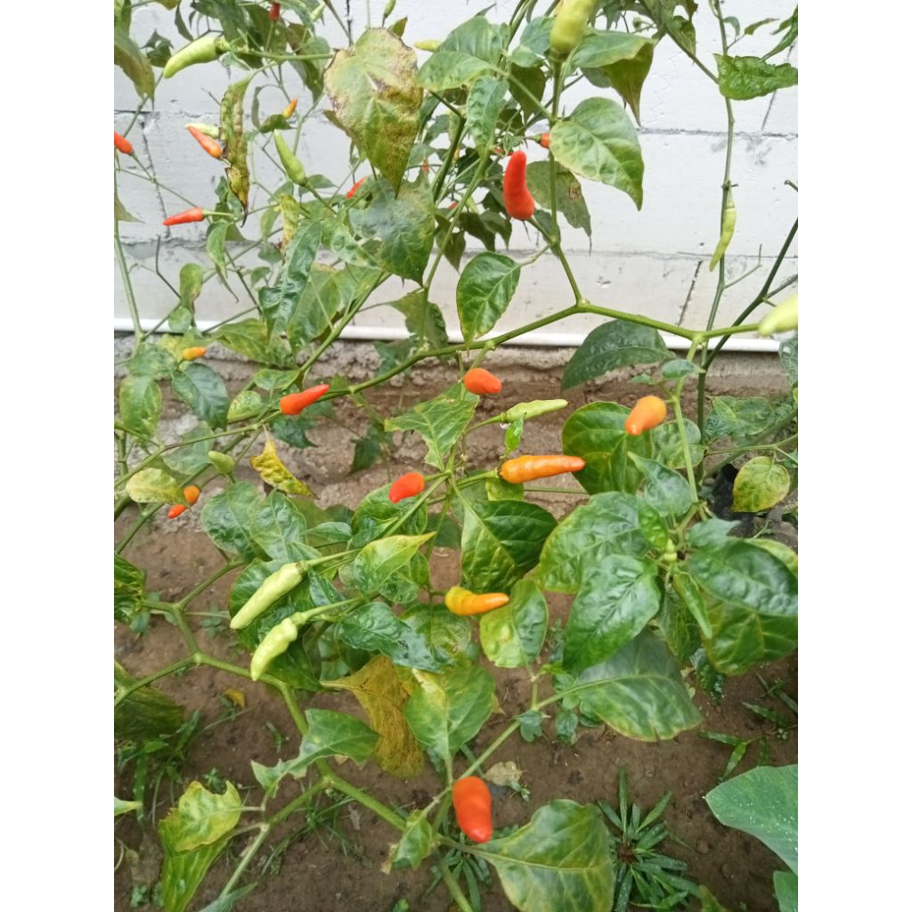 

cabe rawit 1kg langsung dari petani