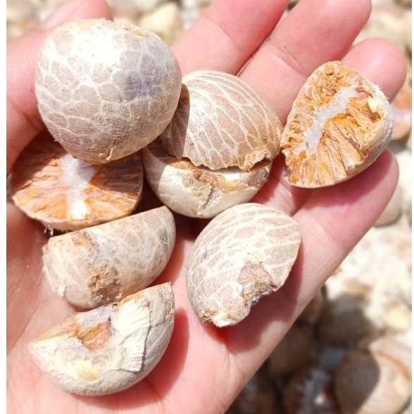 

Biji Pinang Belah Kering Tua Murah