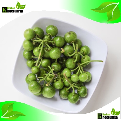 

Buah Leunca / Lenca Sayuran Segar 100 Butir