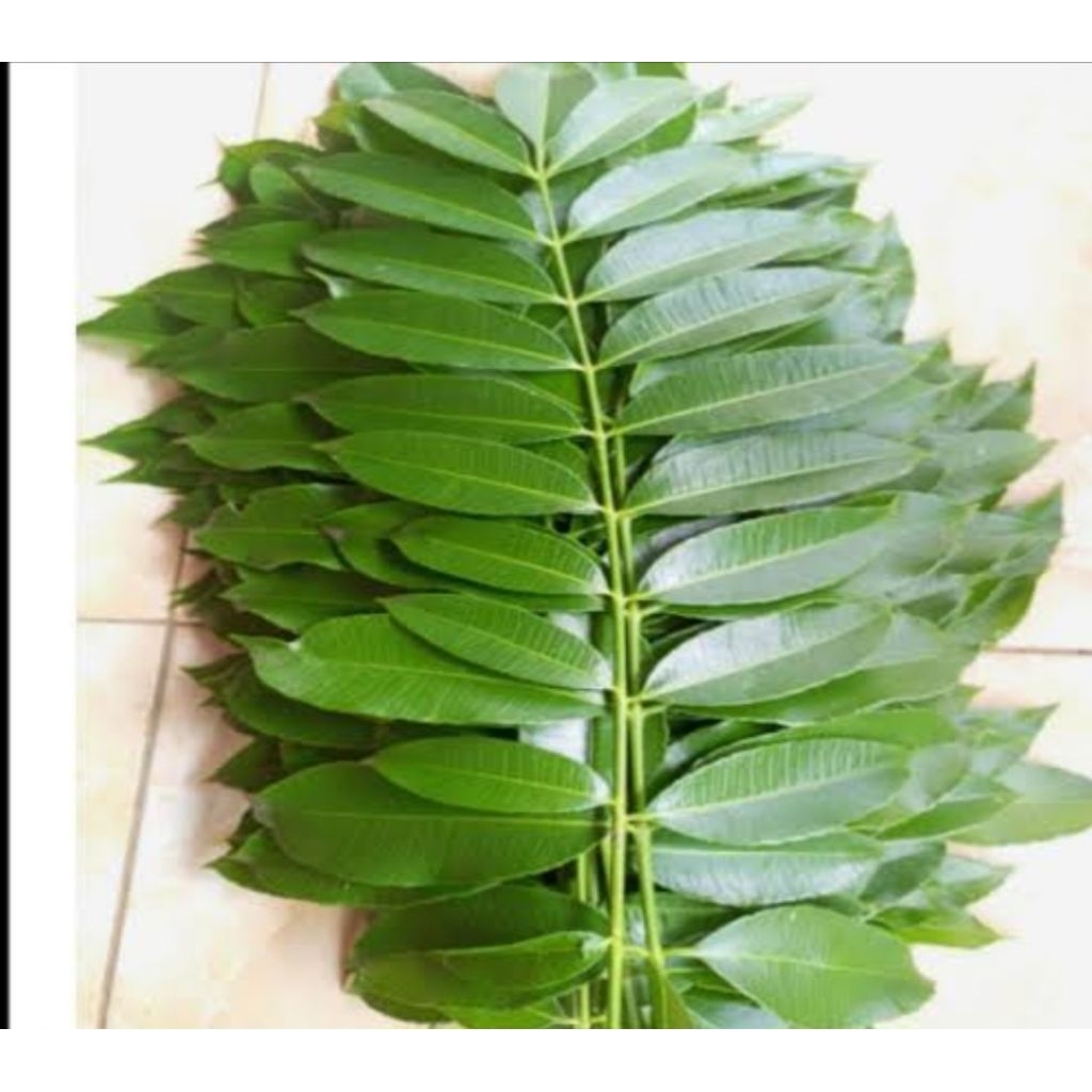 

Daun kedongdong segar langsung petik 250 gram