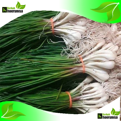 

Bawang Batak Kucai Sayuran Segar 1 kg fresh