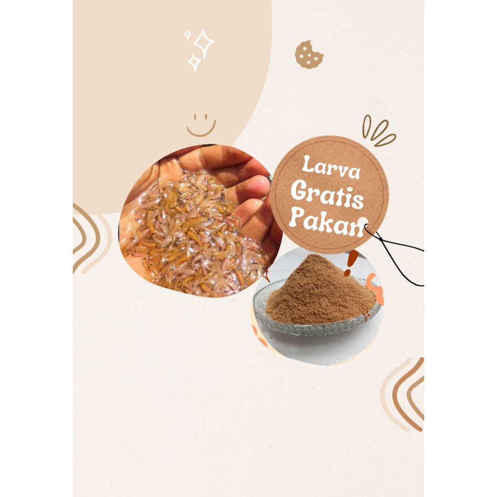 Paket isi 400 larva nila merah Bangkok gratis pakan