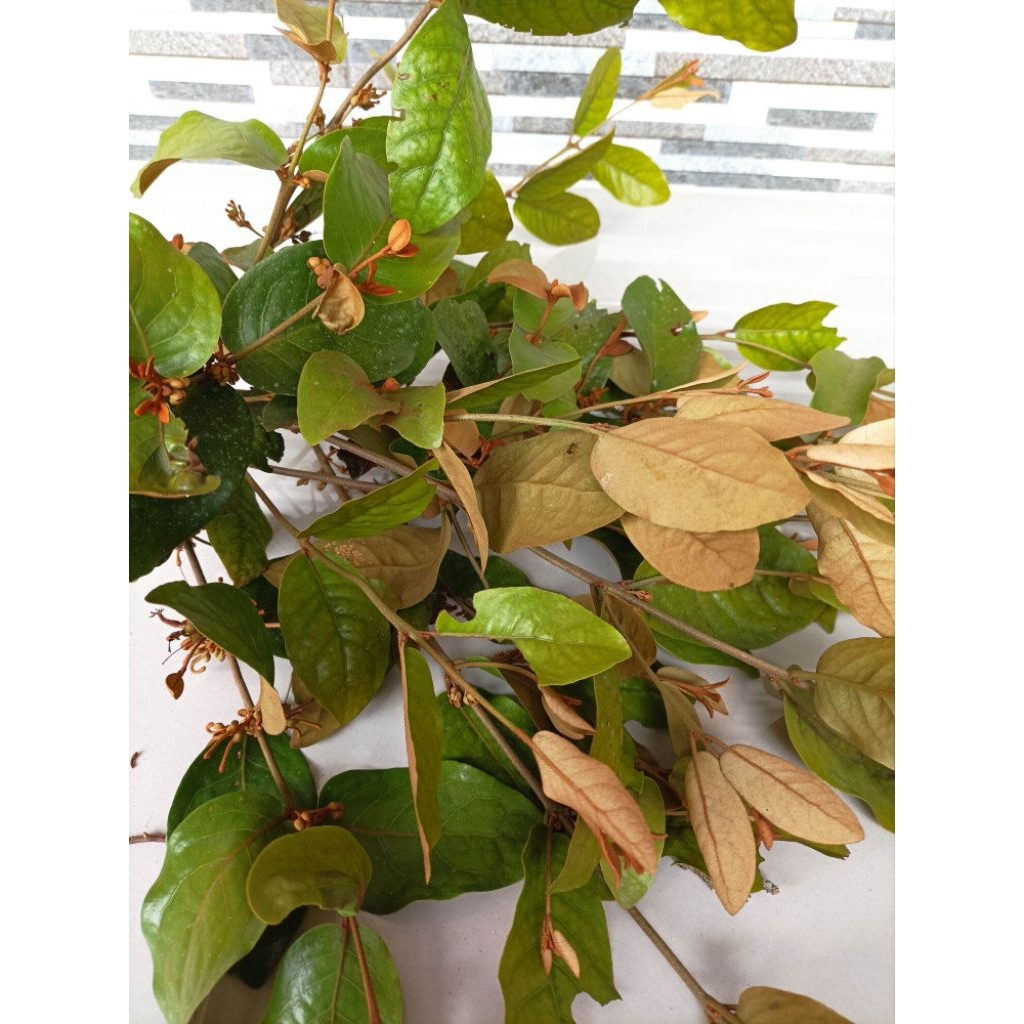 

Daun benalu segar kemasan 250grm