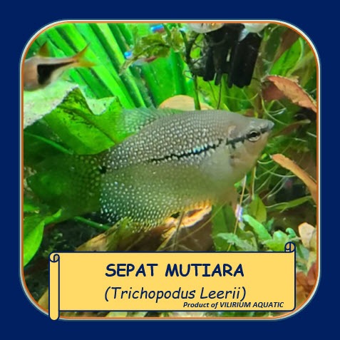 IKAN HIAS AIR TAWAR - SEPAT MUTIARA / PEARL GOURAMI (IKAN AQUASCAPE)