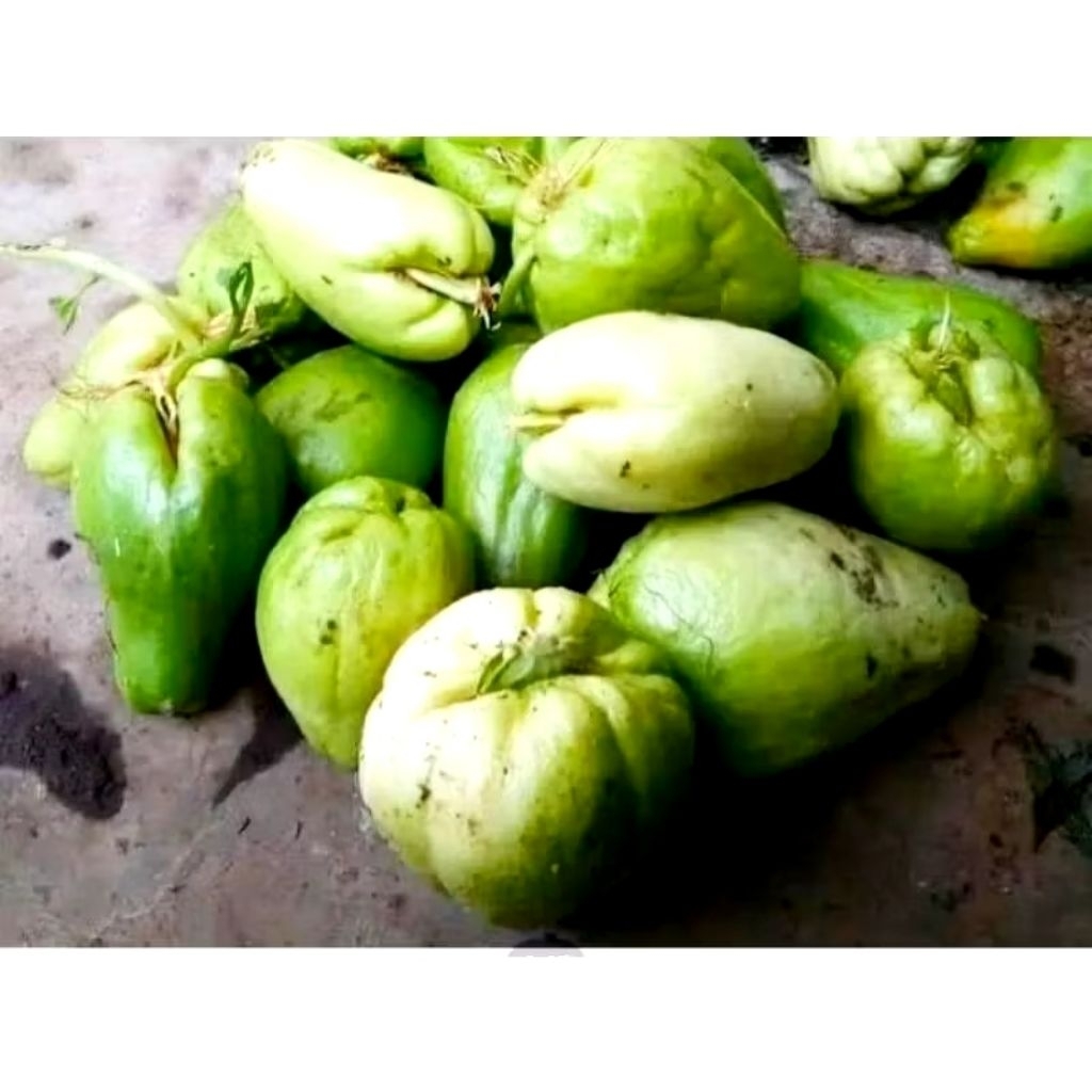 

BENIH LABU SIAM SUDAH BERTUNAS DAN BERAKAR