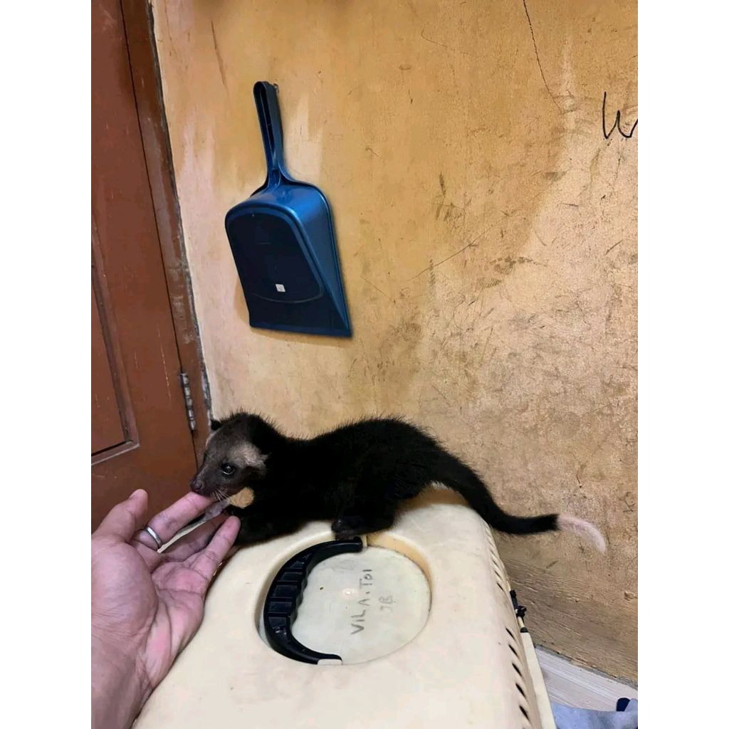 Beby Musang Bulan