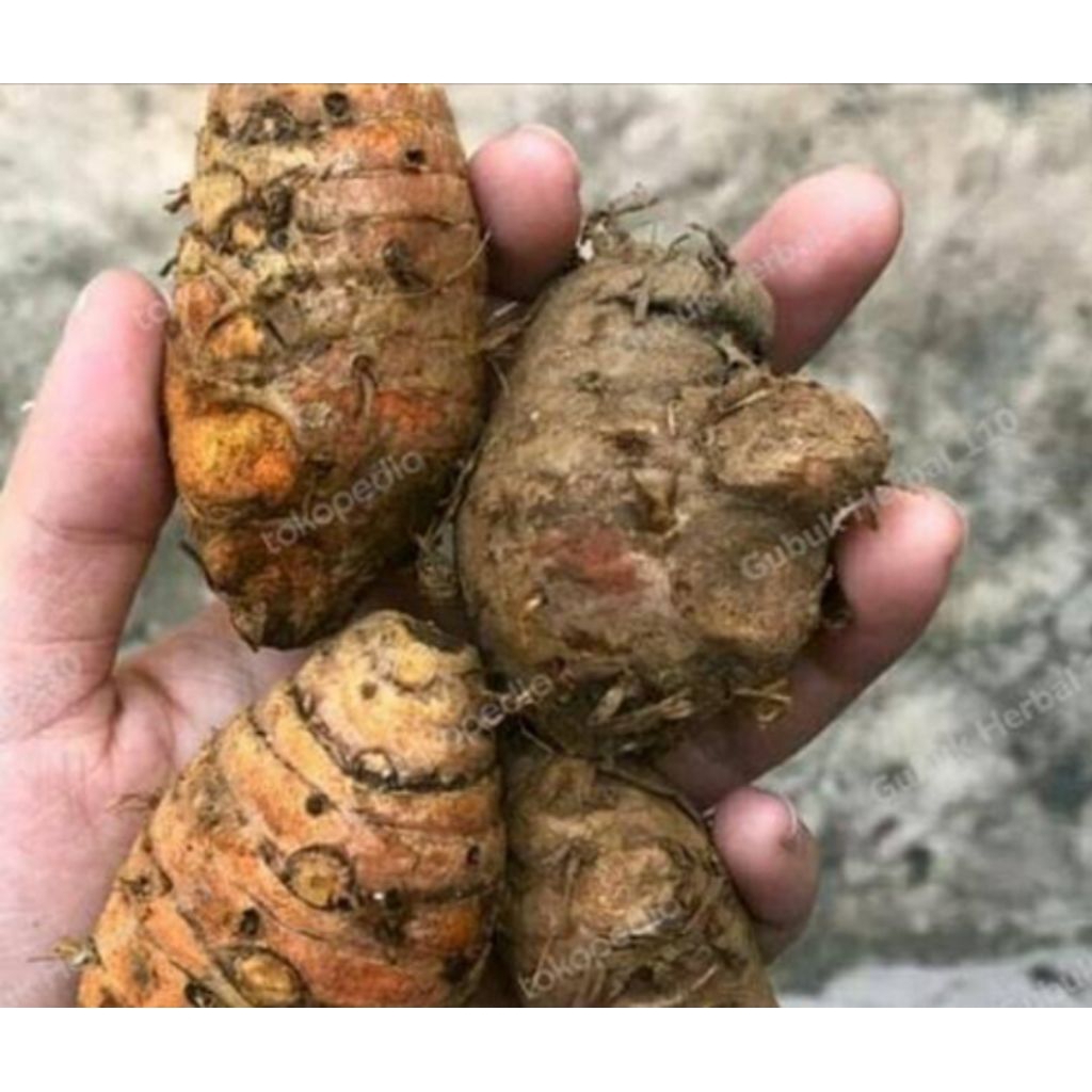 

biyang kunyit pilihan gede.gede.1kg