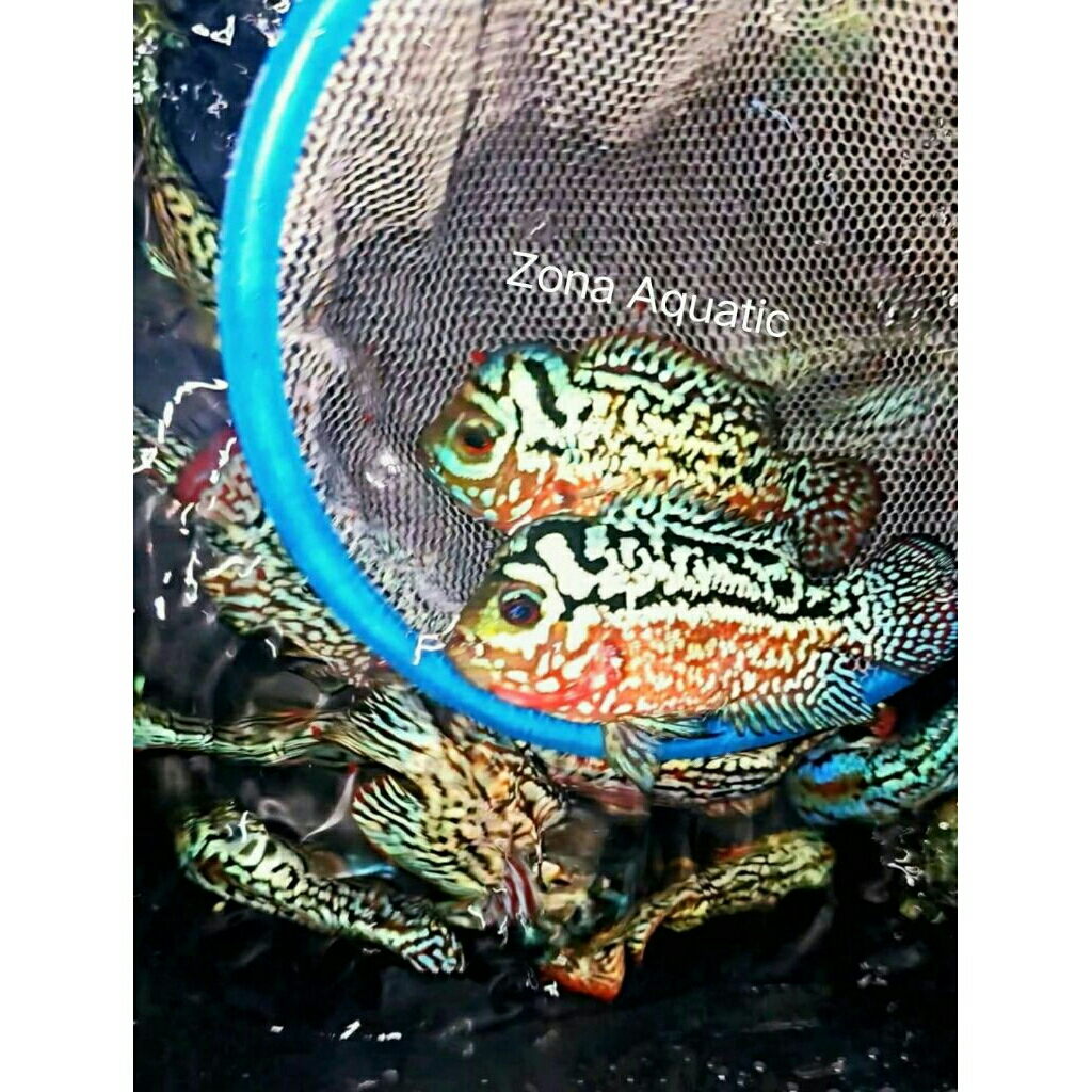 Paket Hemat 2 Ekor King Kamfa F2 Progres Super VIP