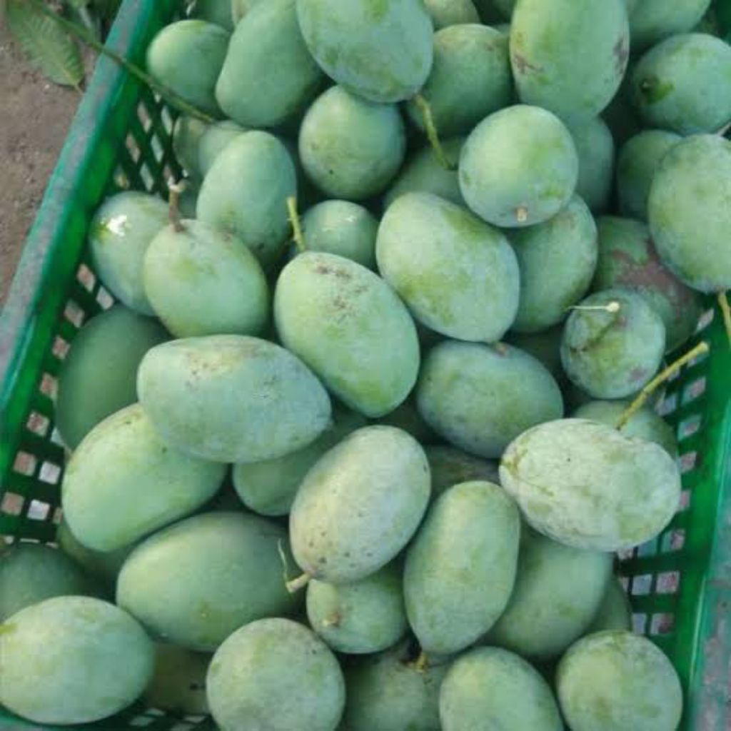 

MANGGA MUDA RUJAK FRESH SEGAR