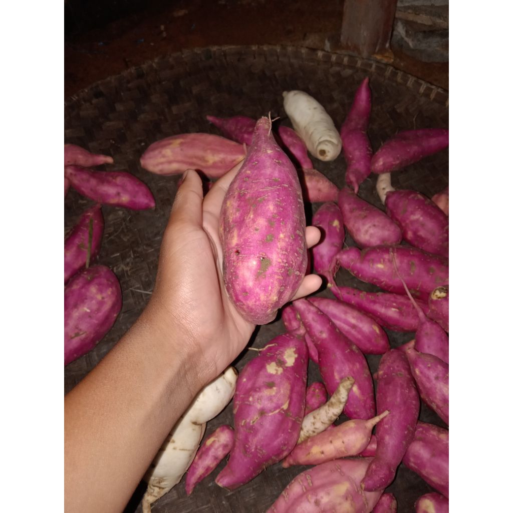 

ubi khas Indonesia ubi ungu dan ubi putih 1kg