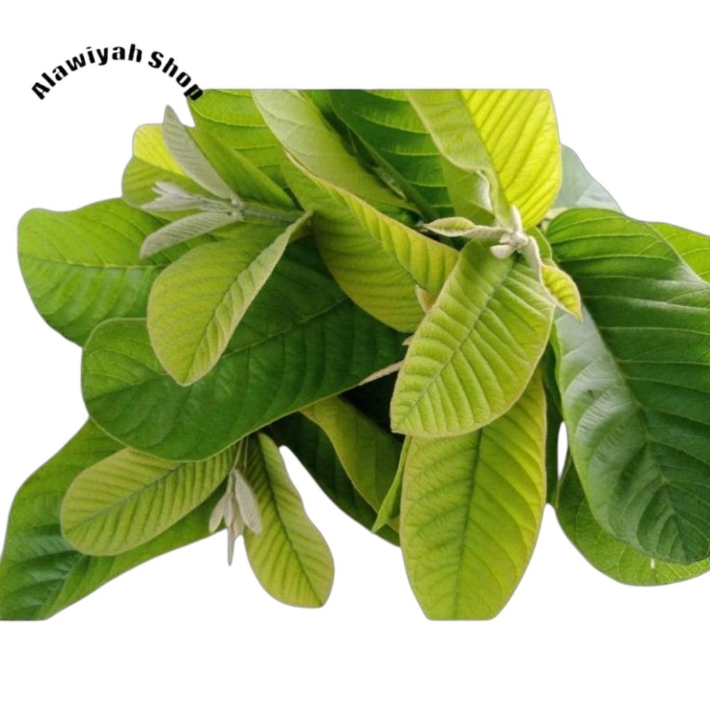 

Daun Jambu Biji Segar 100 Lembar