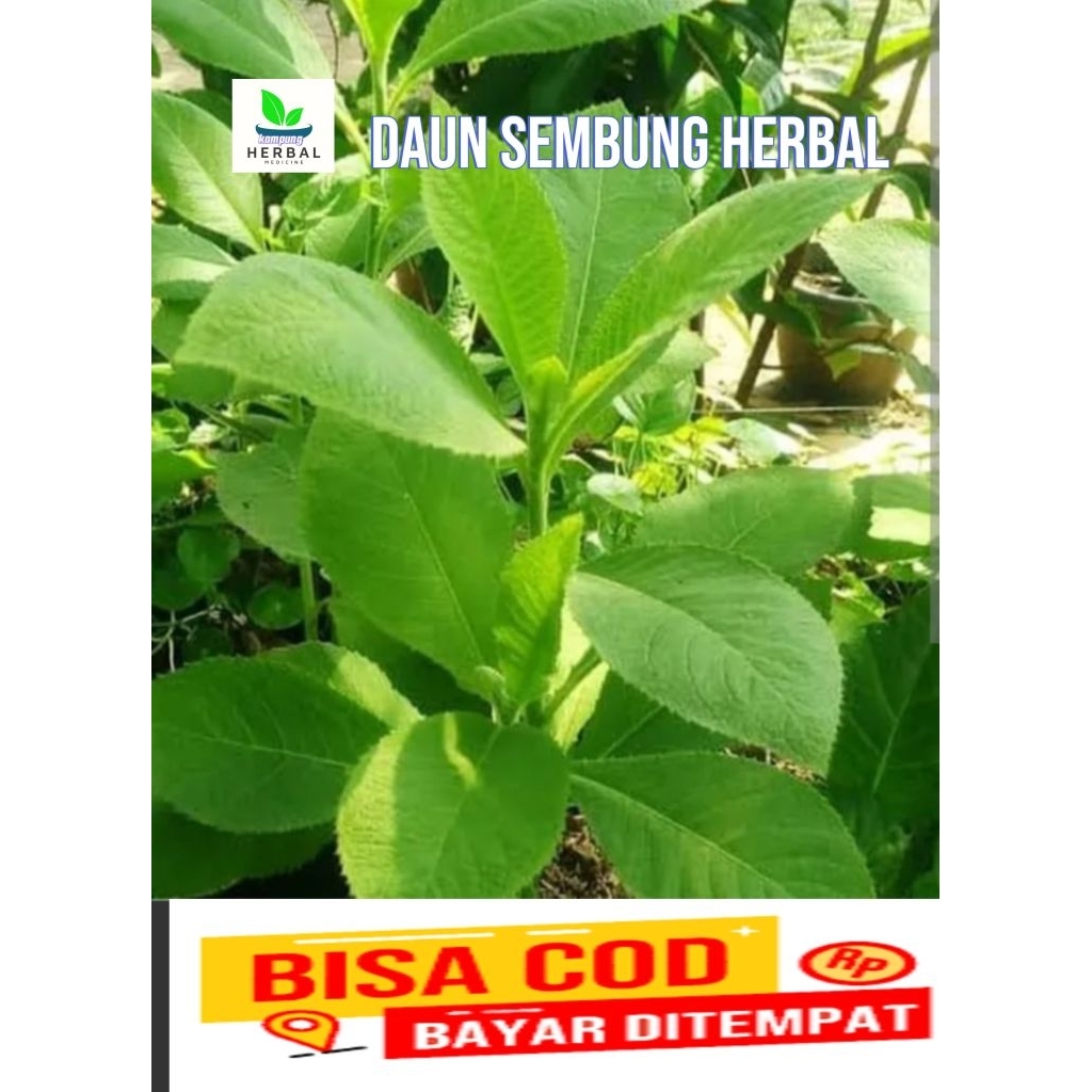 

daun sembung segar herbal 500grm