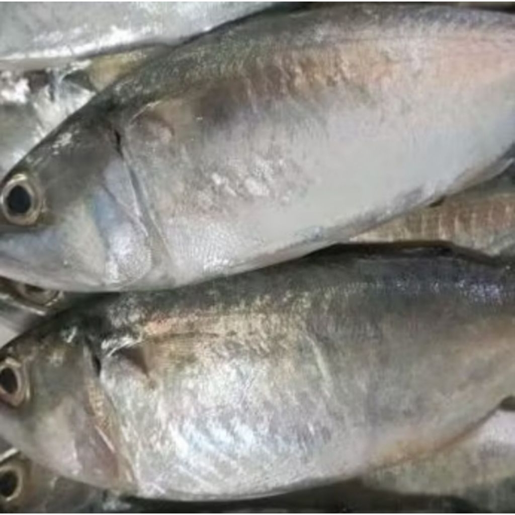 

Ikan Salem Fresh Bandung 500 gram