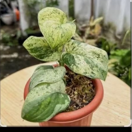 Scindapsus Marble Quenn