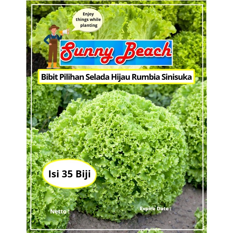 Bibit Pilihan Selada Hijau Rumbia Sinisuka | Biji Benih Selada Hijau Rumbia | Selada Hijau