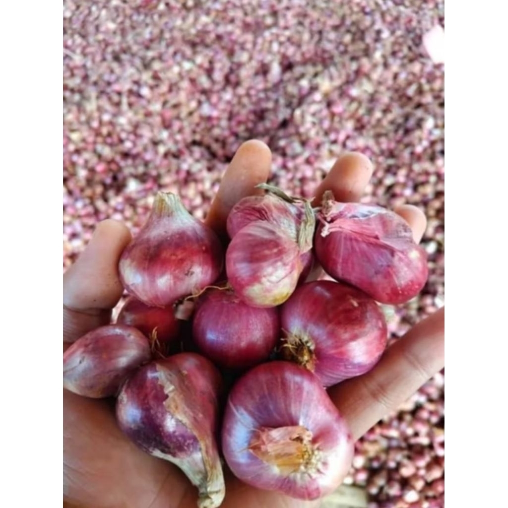 

Bawang Merah Kualitas Super 1kg