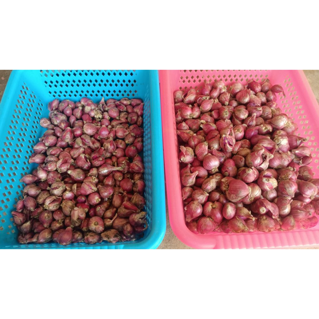 

Bawang merah lokal SUPER
