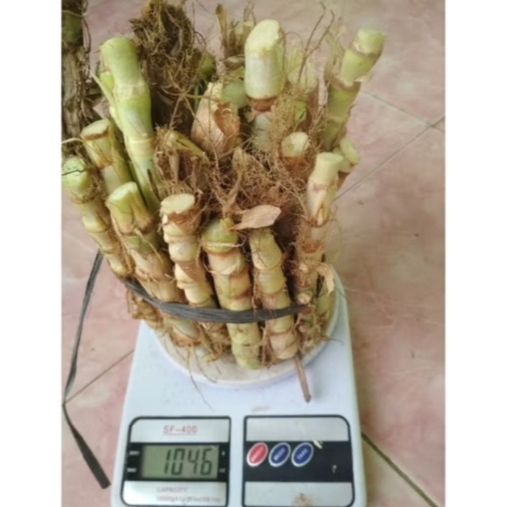 Bibit Rumput Pakchong / Rumput Odot, Rumput Gajah Pakan Ternak Sapi, Kambing, Kerbau, Kuda dll