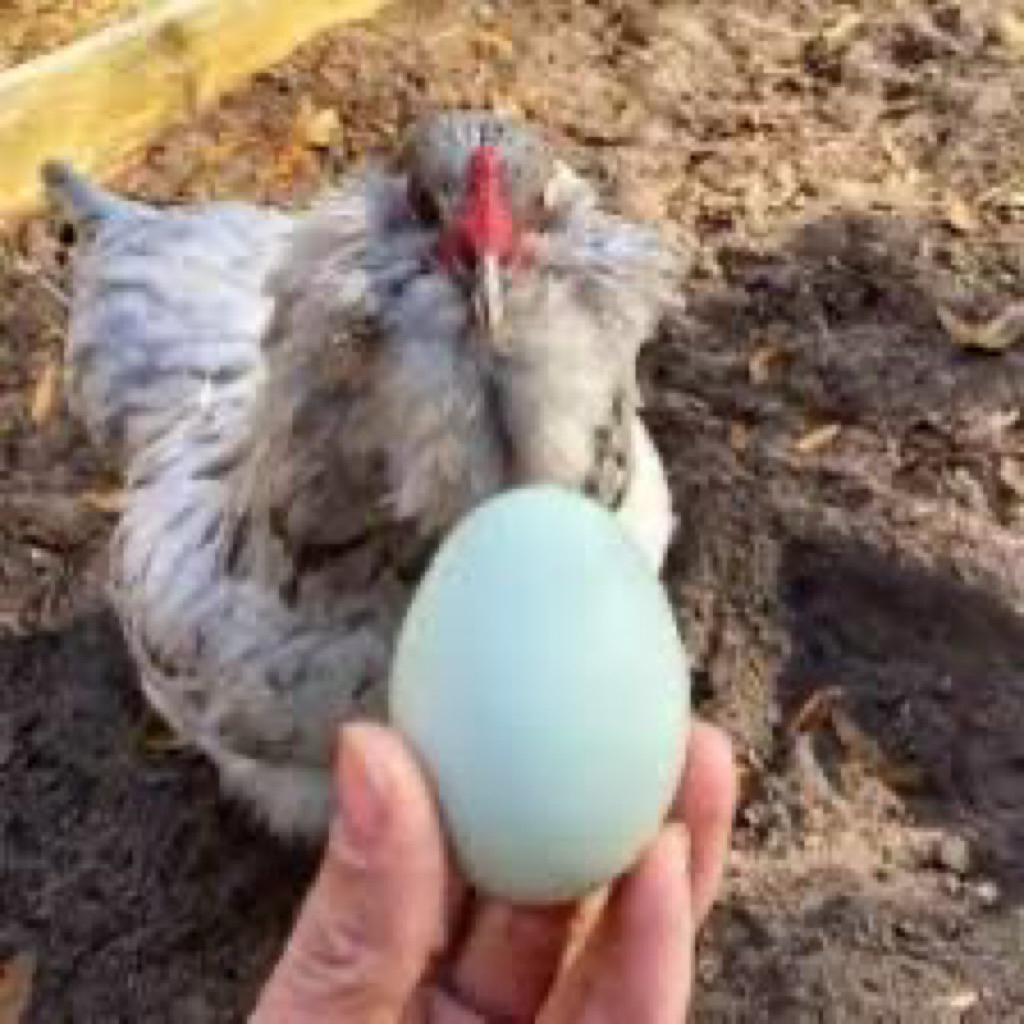 

TELUR FERTIL AYAM GETE UNTUK DITETASKAN