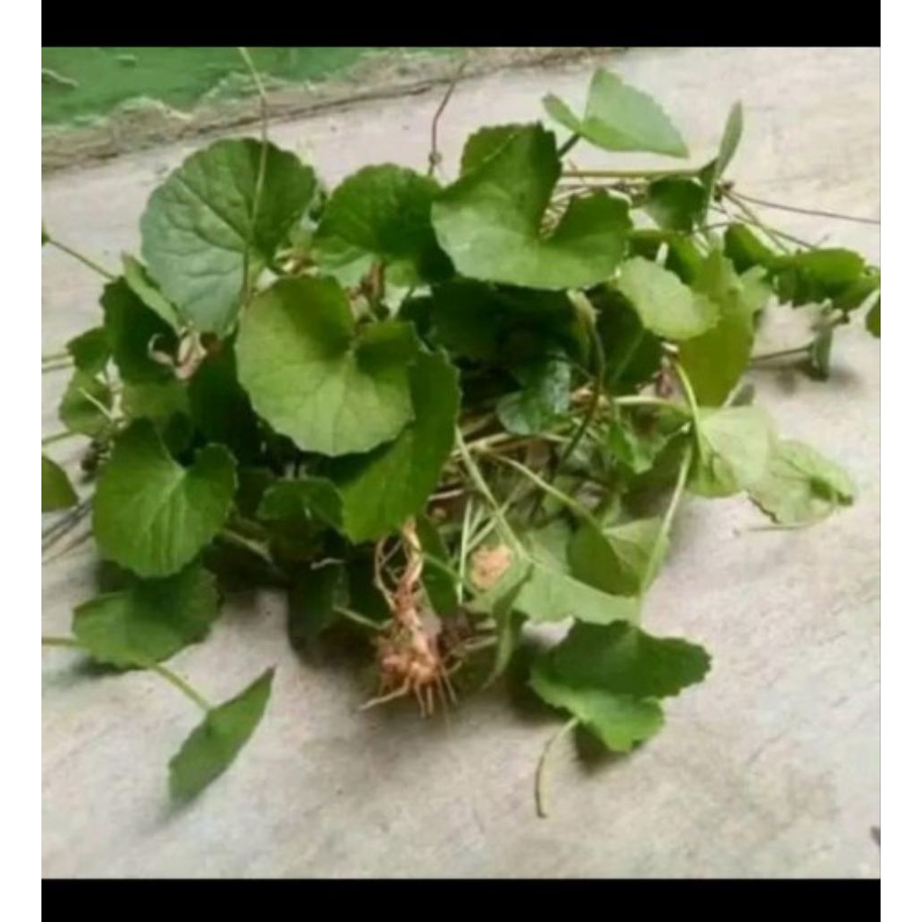 

250gram Daun Pegagan Segar/Antanan Segar Fresh Untuk Lalapan Khas Pangandaran