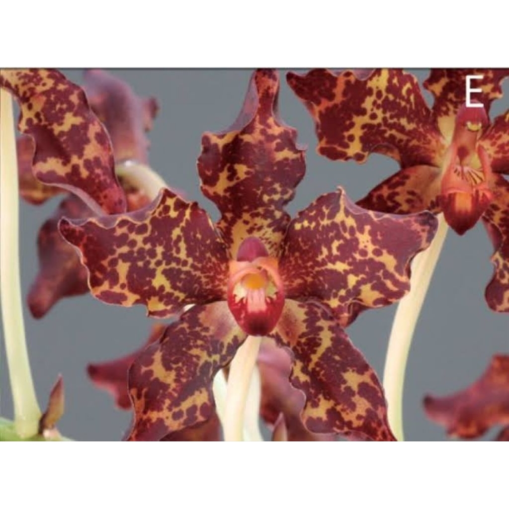 Anggrek Grammatophyllum Kinabaluense