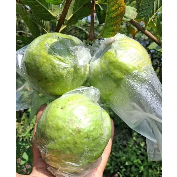 

JAMBU KRISTAL GREAD A JUMBO