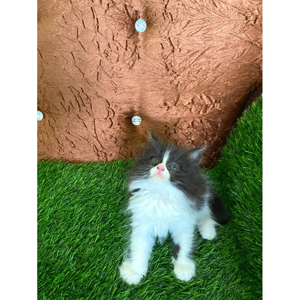 open adopsi kucing persia