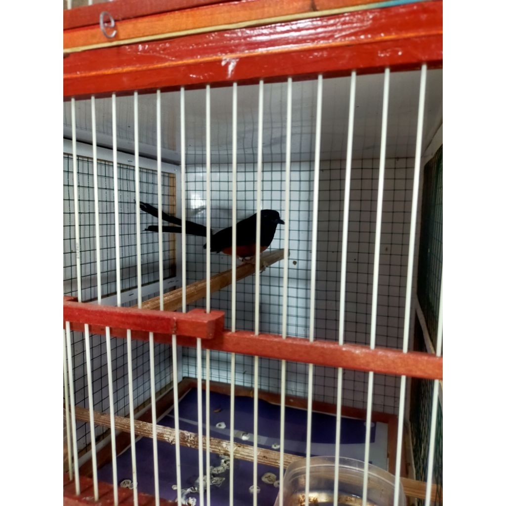 #promo# murai batu jantan MH gacoran murai pastol murai trotol termurah pastinya