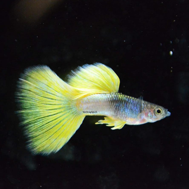 BELI 5 BONUS 1 - Jual Guppy Metal Yellow Pingu / Metal Pingu Guppy