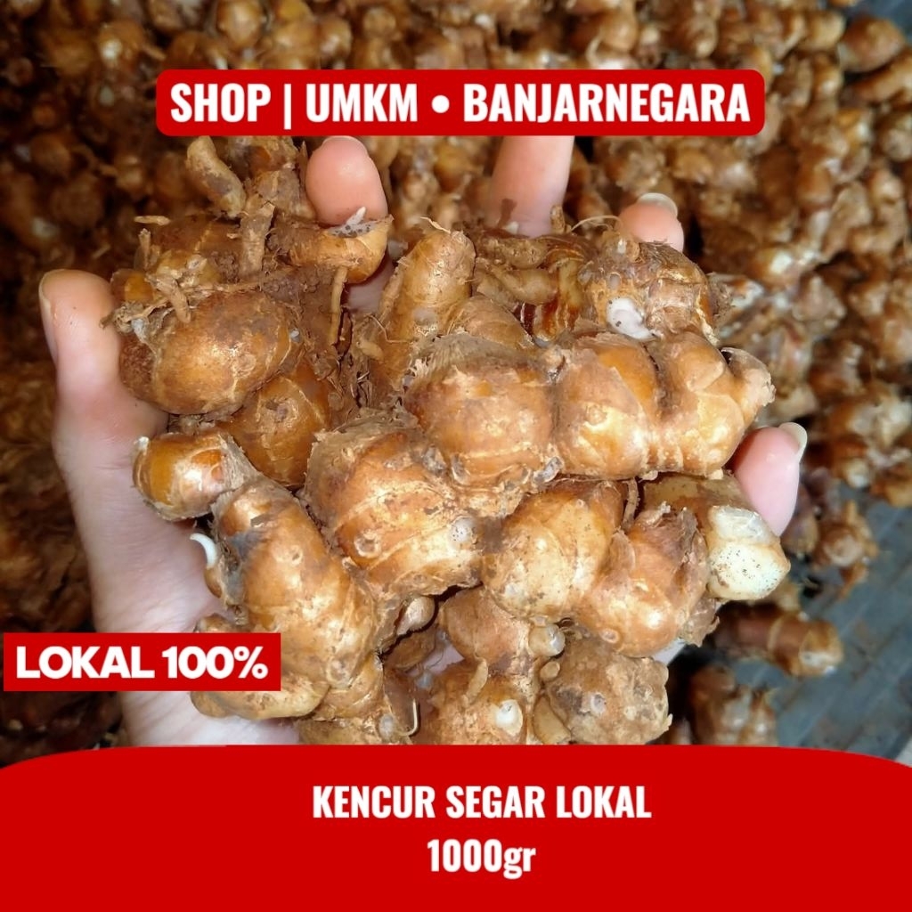

Kencur segar murah 22rb per kilo / 1kg
