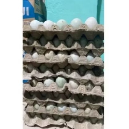 

TELUR BEBEK MENTAH 10 BUTIR