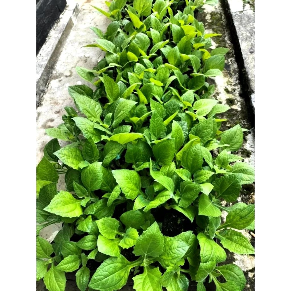 jual bibit umbi yakon 4 bibit
