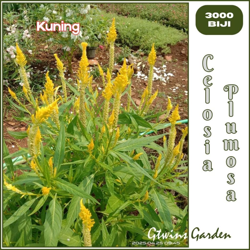 GG | 3000 Benih Bunga Celosia plumosa Jengger Ayam Jawer Kotok Kuning