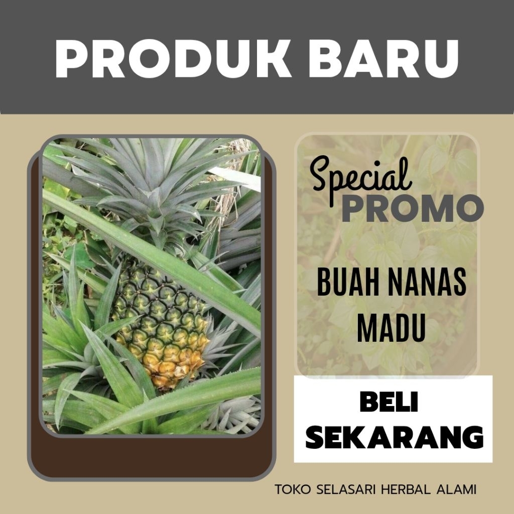 

Nanas madu Pangandaran 1pcs di ambil langsung dari petani