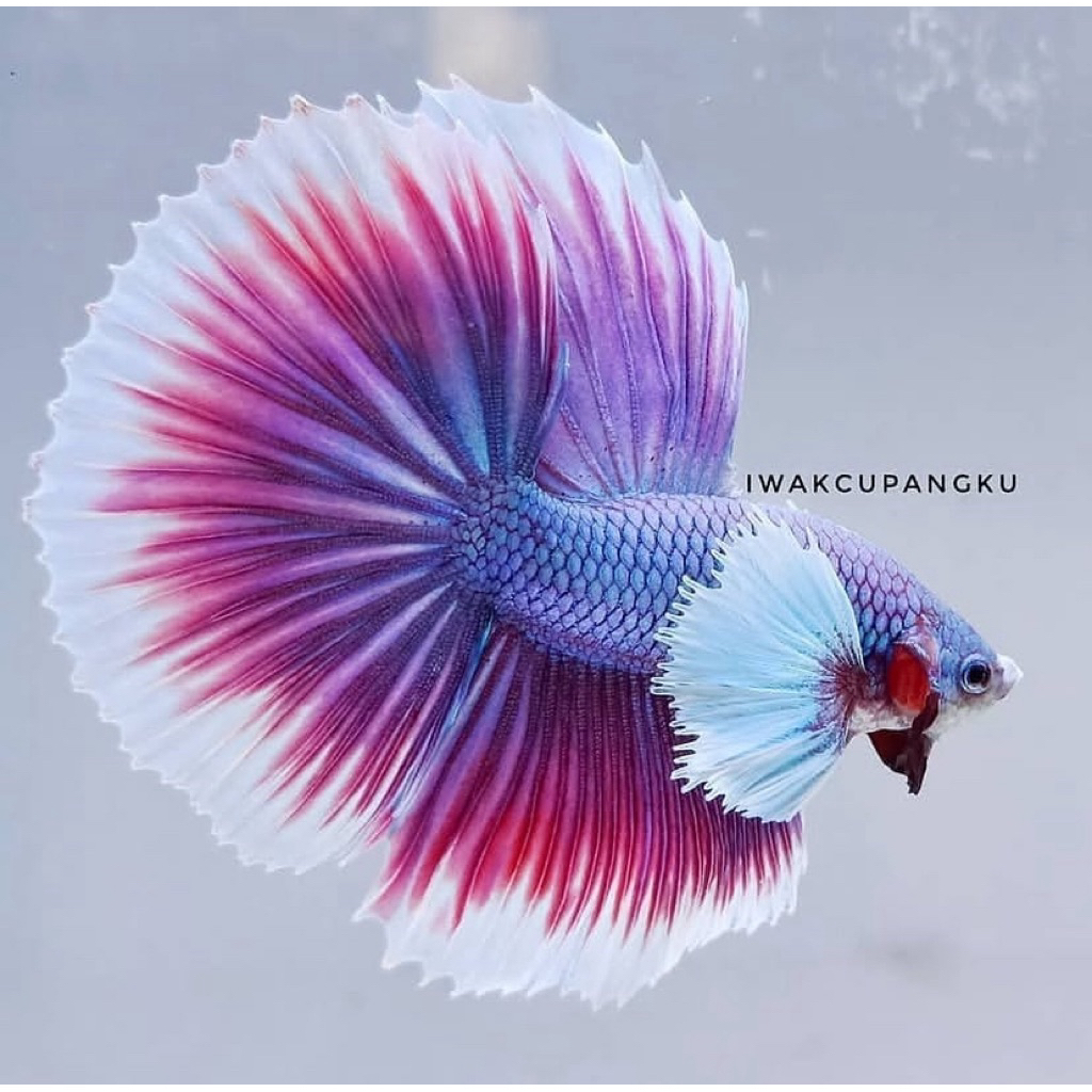 cupang halfmoon pink warna cerah bahan kontes