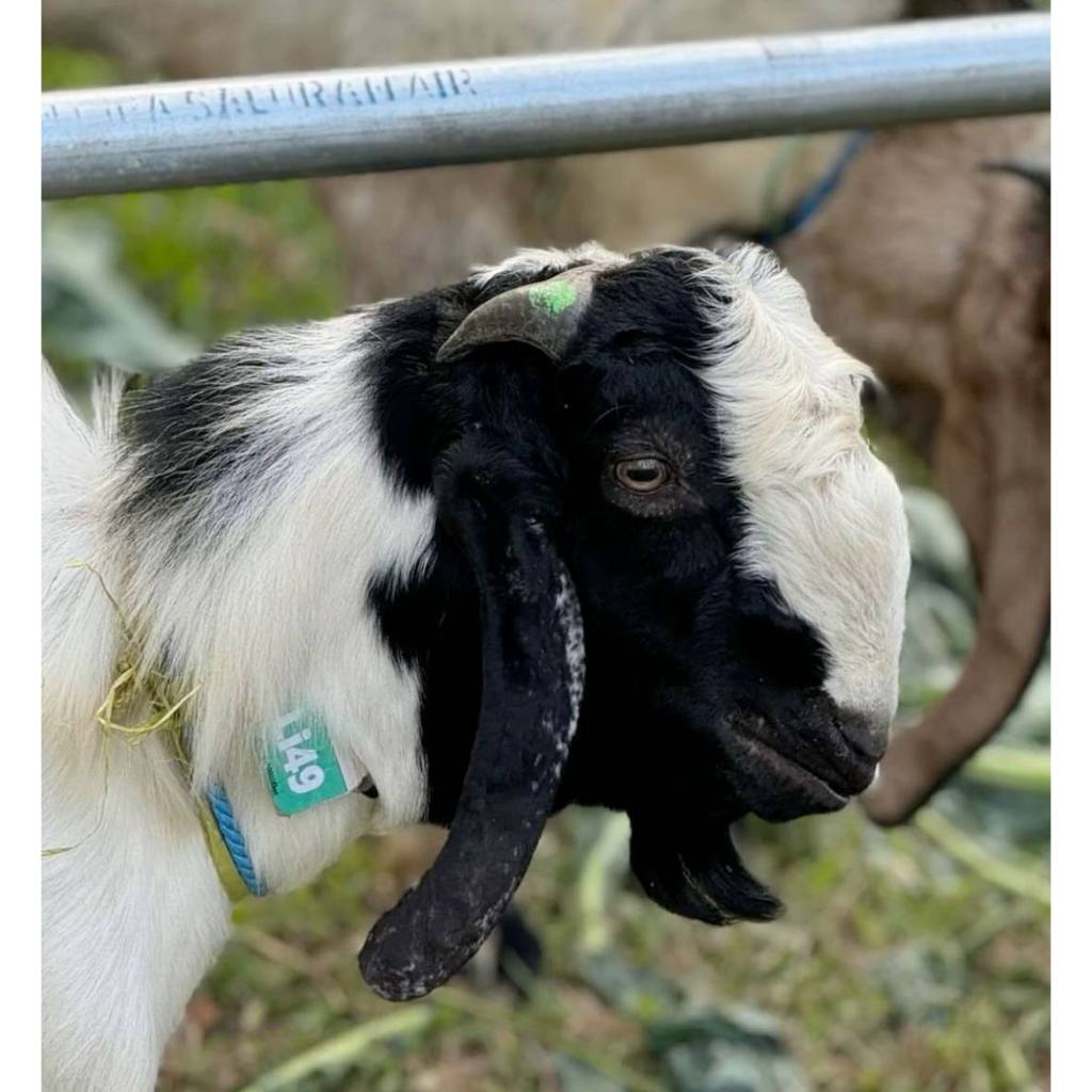 

Kambing Qurban 1 Ekor – Sehat & Siap Sembelih