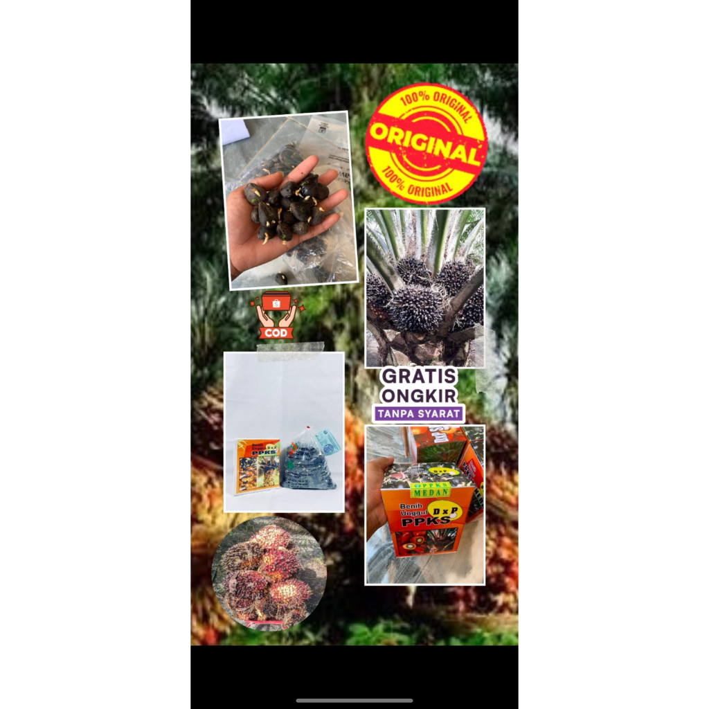 bibit benih kecambah sawit unggul ppks bersertifikat