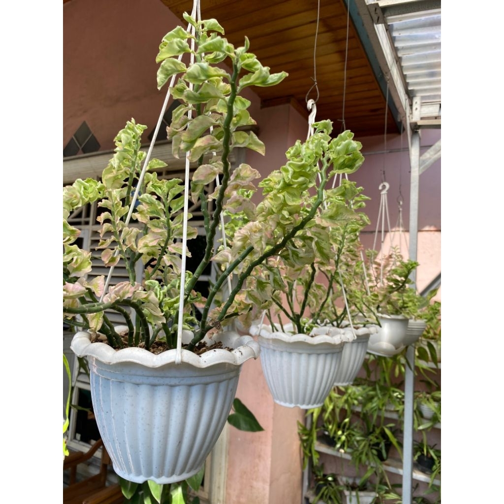 Tanaman hias gantung Euphorbia patah tulang variegata keriting